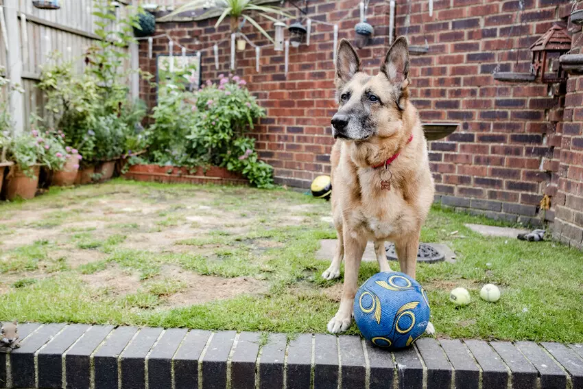 Dog Sheba in her new garden