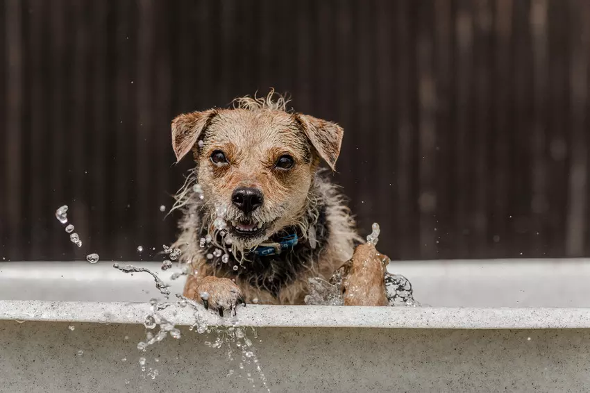 A dog enjoys cooling off in a paddling pool