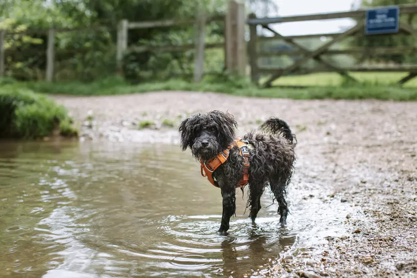A dog cooling off in a stream
