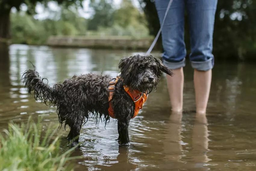 A dog cooling off in a clean stream