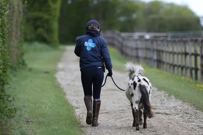Blue Cross staff taking a pony for an in-hand walk