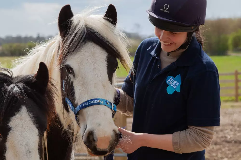 Blue Cross pony with a volunteer.