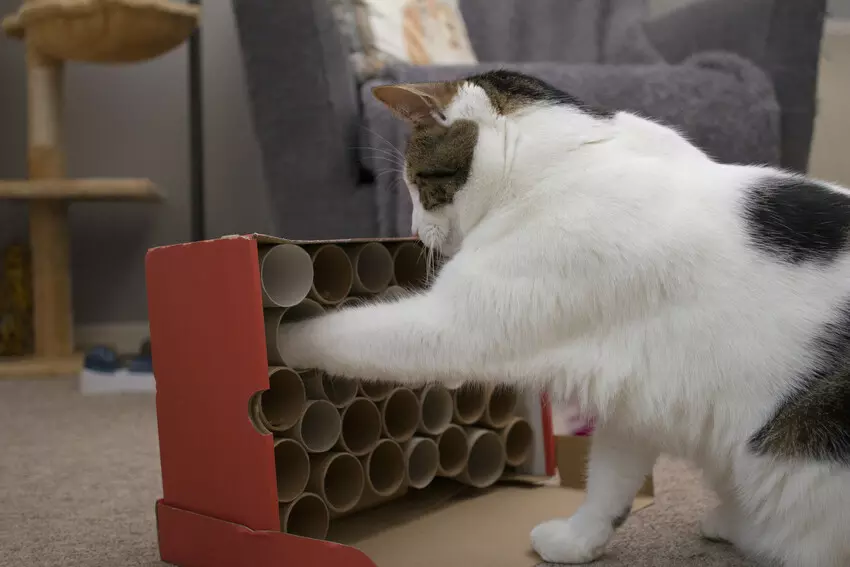 A cat getting treats from a cat treat vending machine