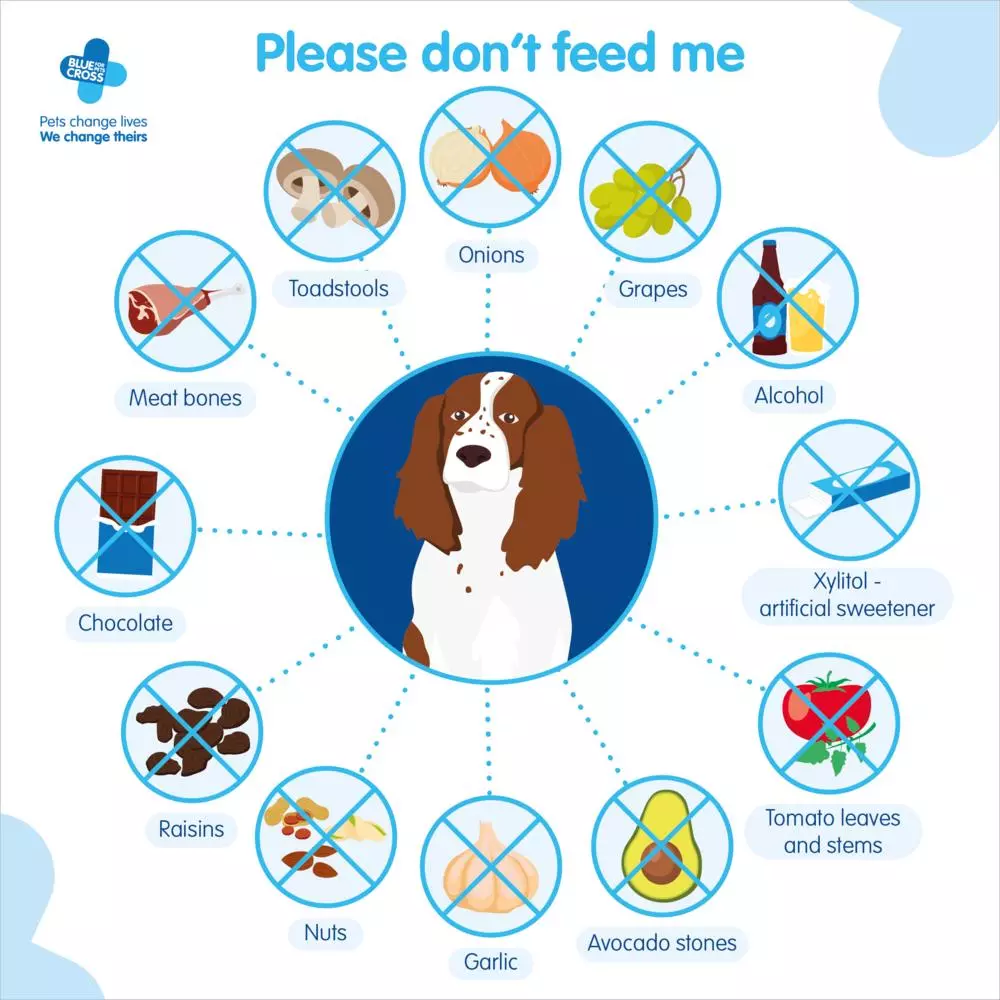 A graphic showing foods that are toxic for dogs.