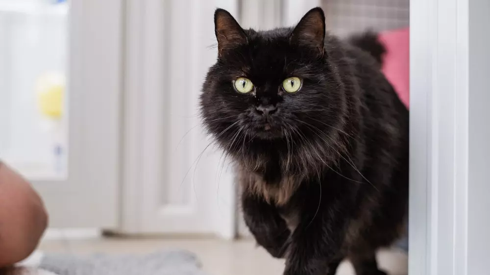 A long haired black cat approaches the camera with one paw lifted.