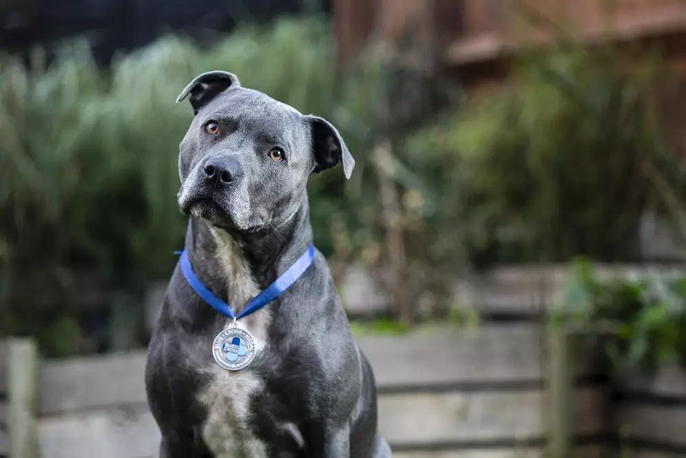 Romeo Blue Cross Medal winner 2016