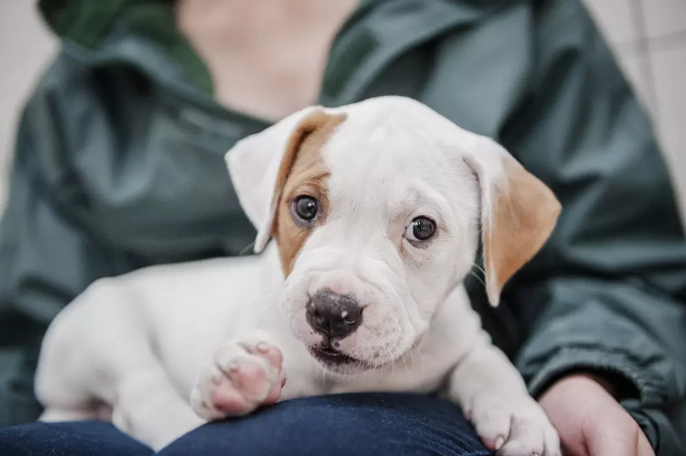 Puppies from Southampton rehoming centre 