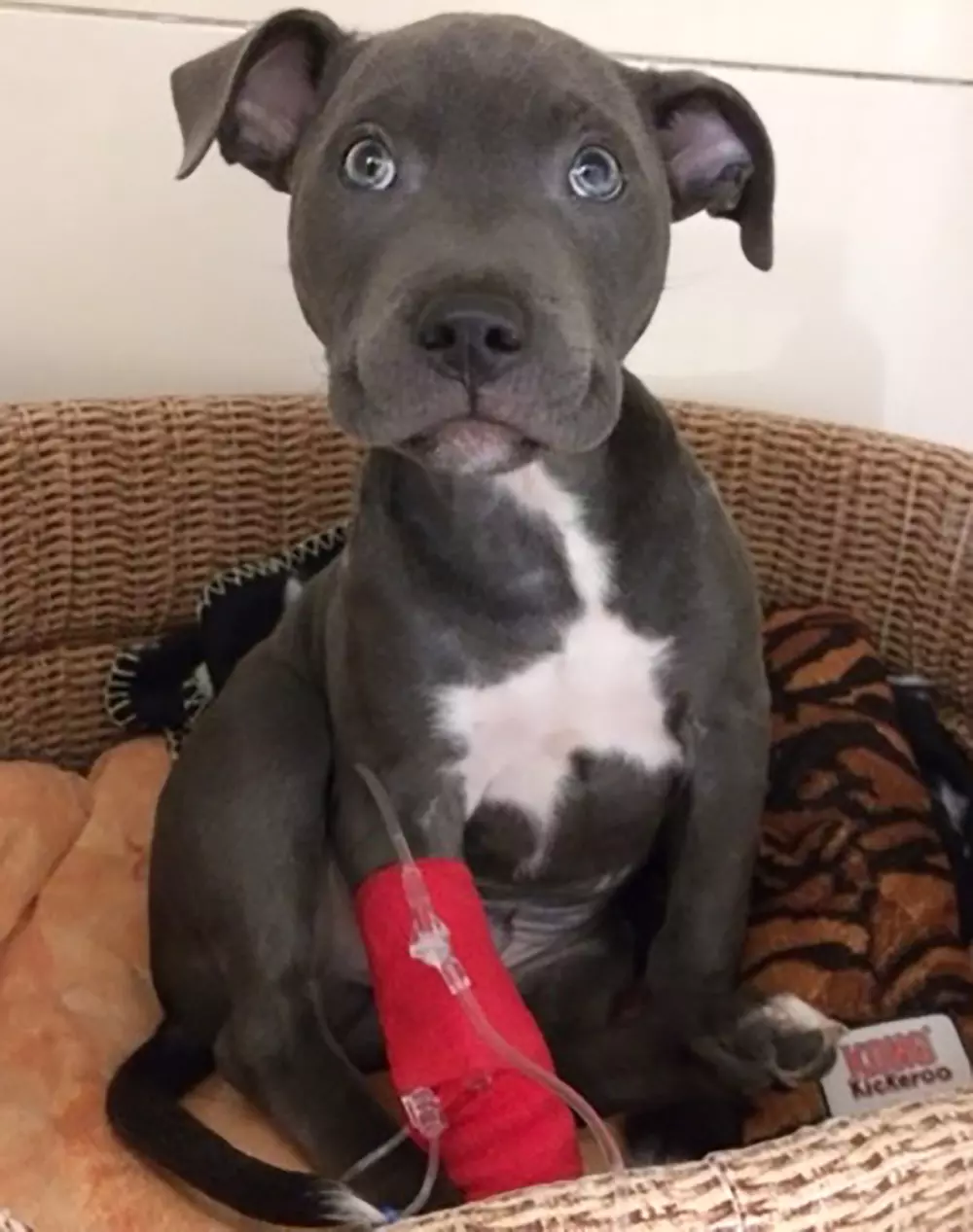 Buddy puppy who ate pills
