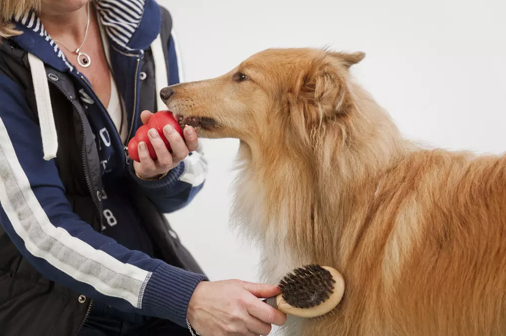 How Often Should I Groom My Dog: Ultimate Guide for Perfect Care