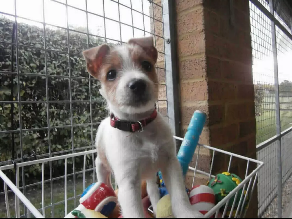 Olly as a puppy sitting in a basket of toys