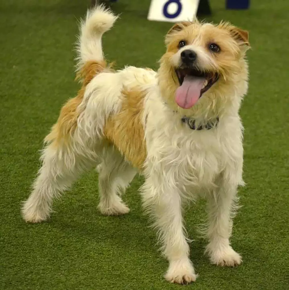 Olly smiles