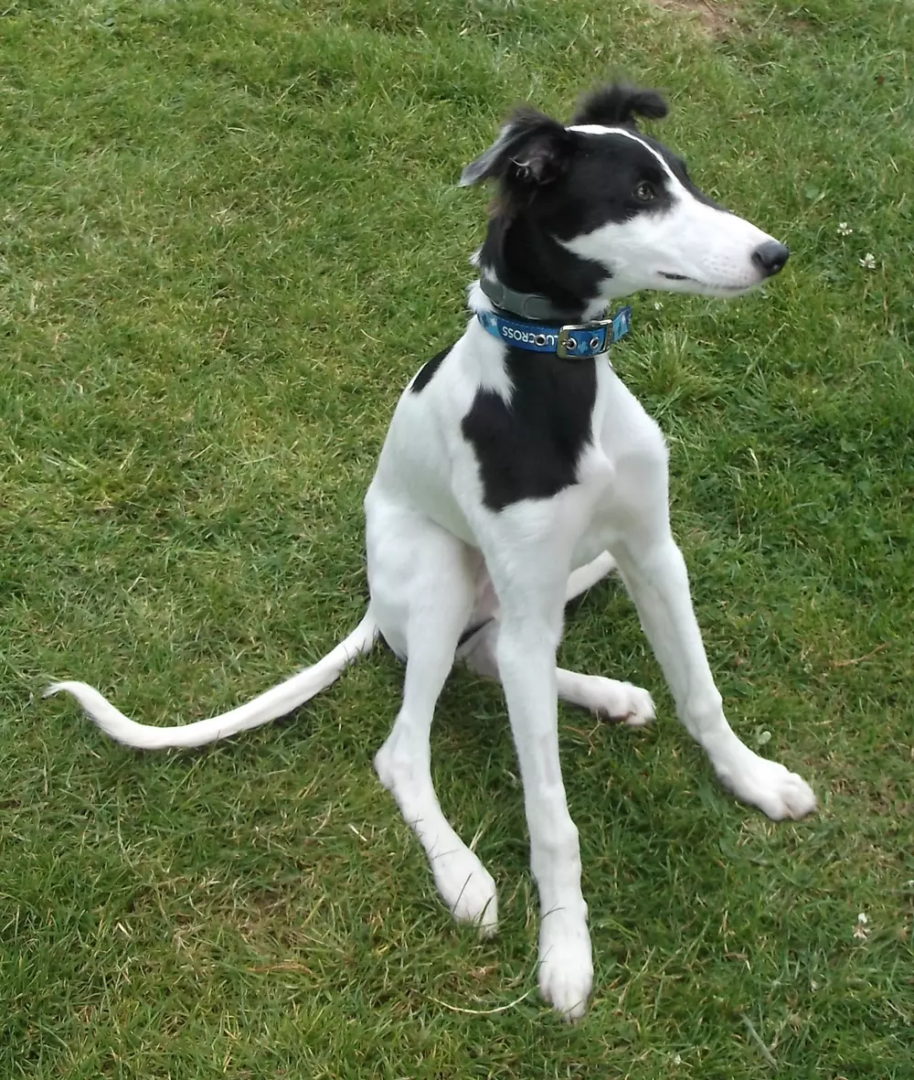 Vader as a puppy at Blue Cross