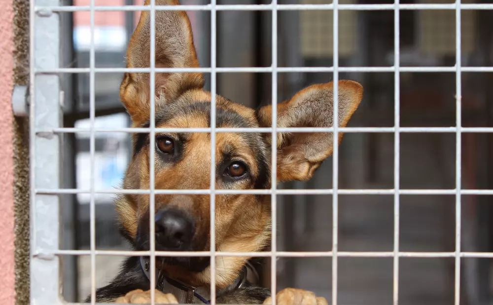 Cruelty sentencing 