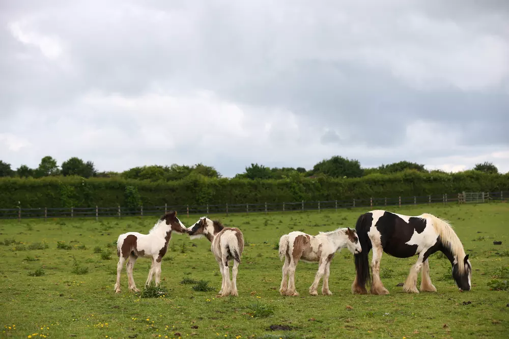 Three foals and a horse enjoy grazing in a field