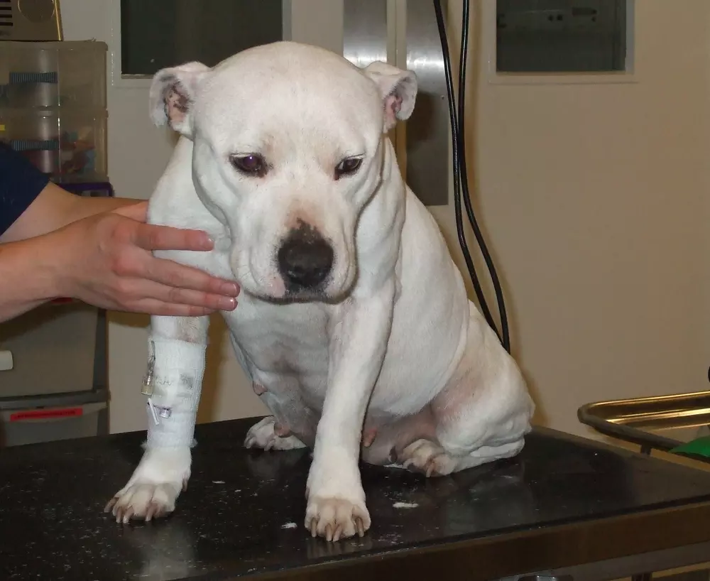 Will Cats With Parametriosis Over Groom? Shocking Truth Revealed