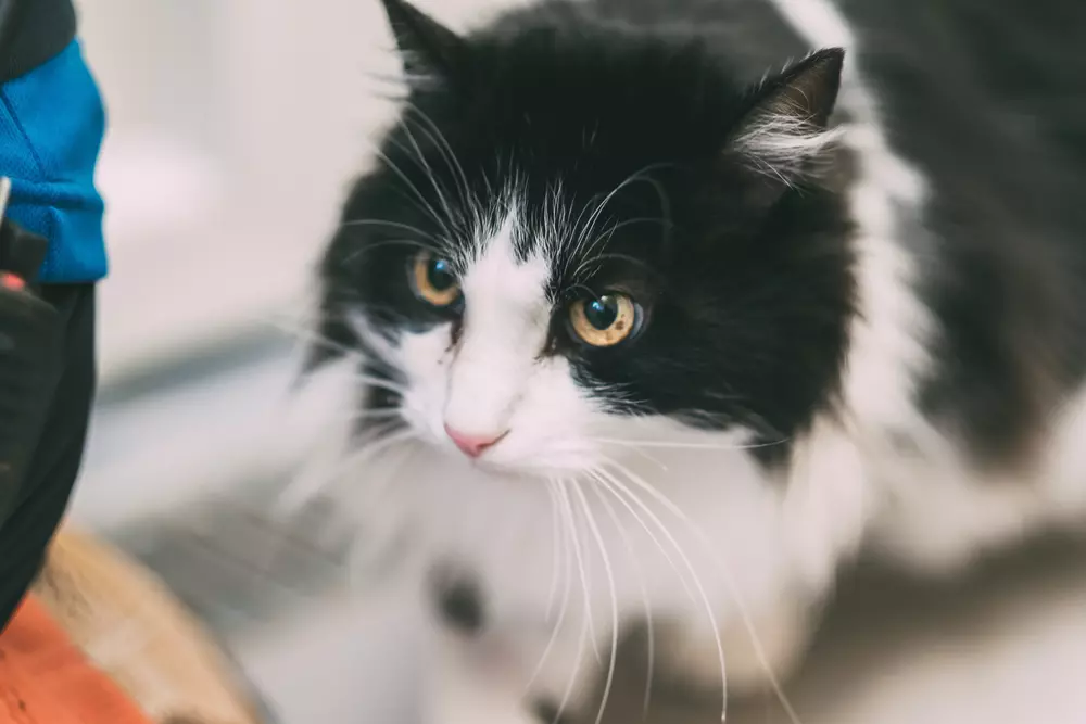 Romeo would need owners experienced with nervous cats