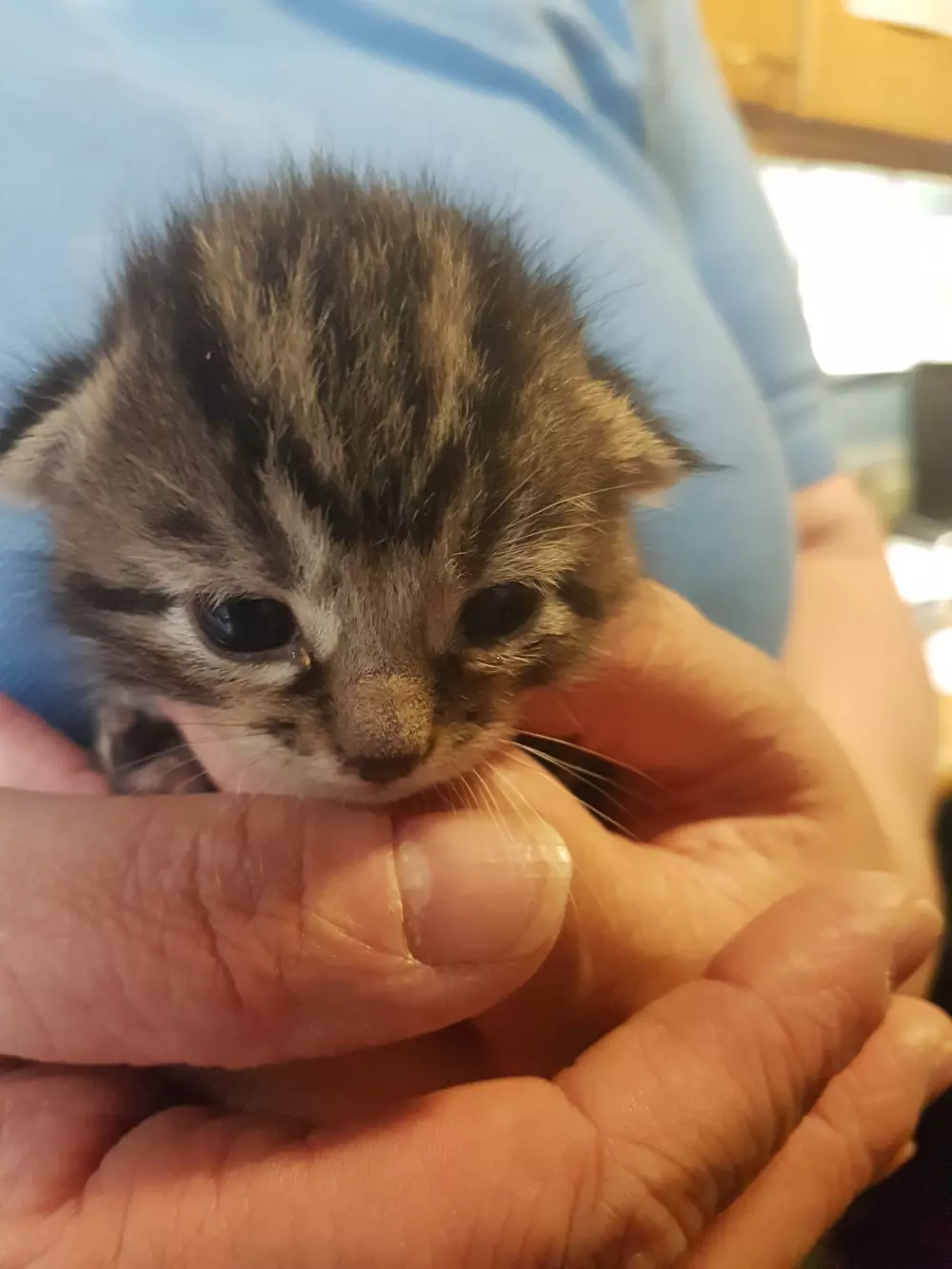 Tabby kitten Tatty is so small she fits into the palm of your hand