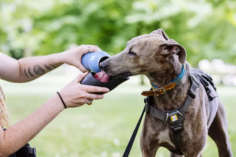 Brindle lurcher drinking water in the park