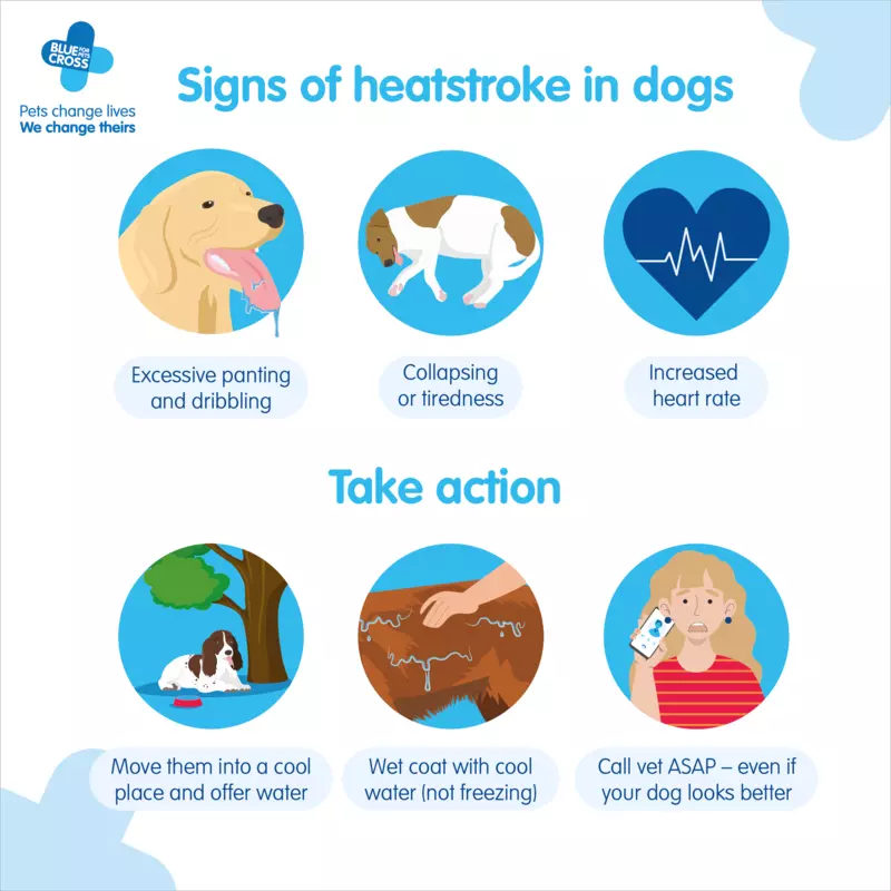 Illustration showing three signs of heatstroke (panting and dribbling, collapse or tiredness and increased heart rate) and what to do to take action (place in cool place, wet coat with cool (not freezing) water and call a vet ASAP