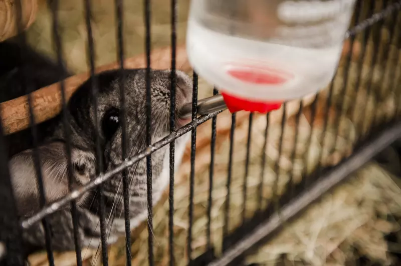 Dark grey chinchilla drinking from a water bottle in their cage