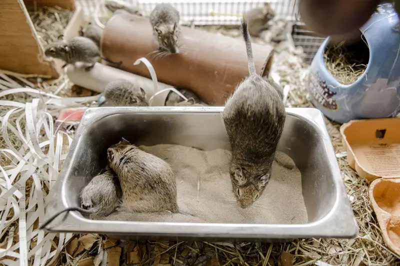 Three degus in a dust bath