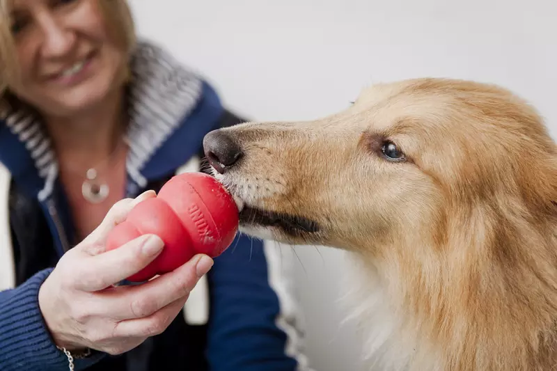 A dog enjoys licking a Kong treat 