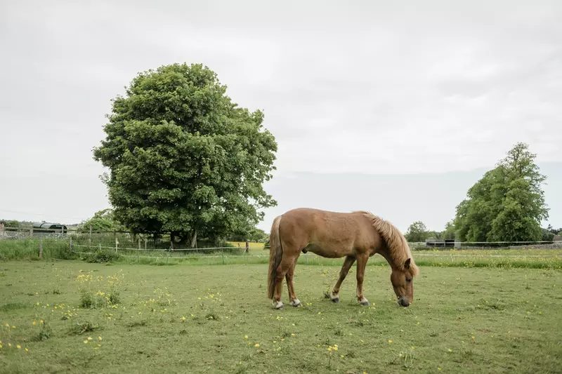 A pony grazing in a field