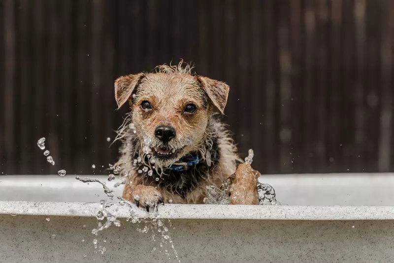 A dog enjoys cooling off in a paddling pool