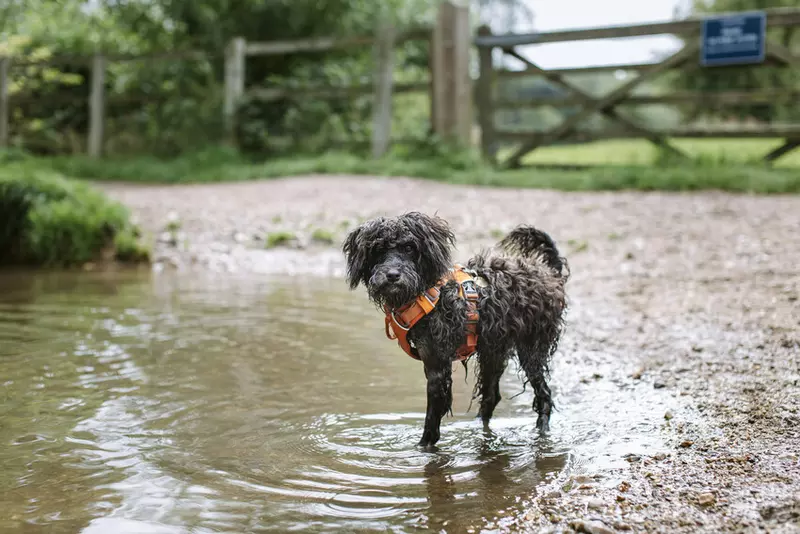 A dog cooling off in a stream