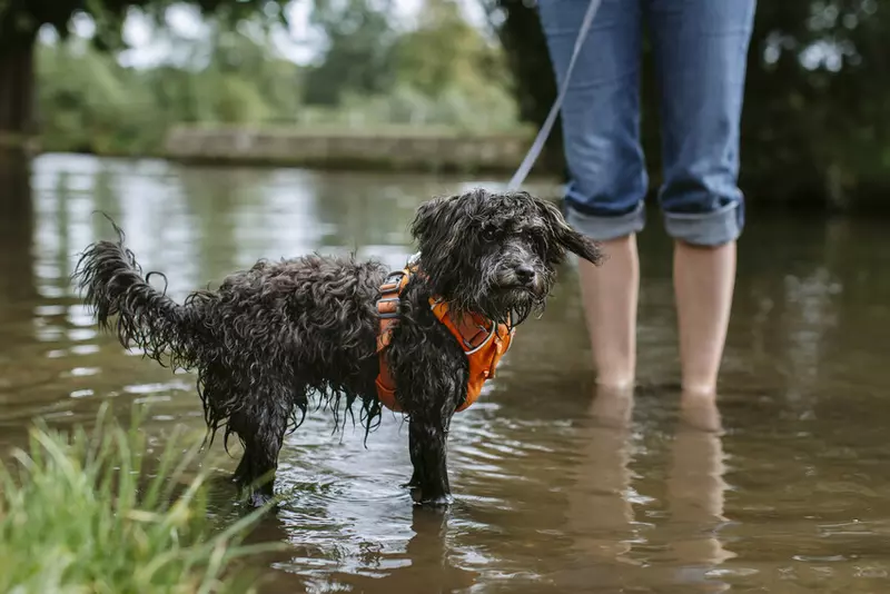 A dog cooling off in a clean stream