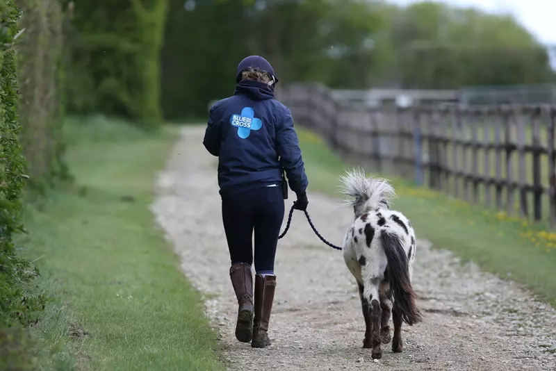 Blue Cross staff taking a pony for an in-hand walk