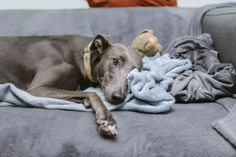 Greyhound curled up with blankets and toys