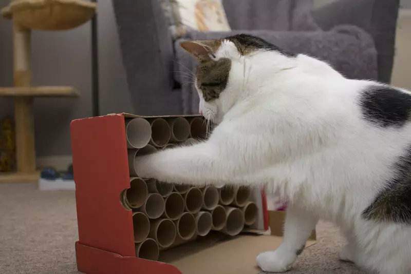 A cat getting treats from a cat treat vending machine