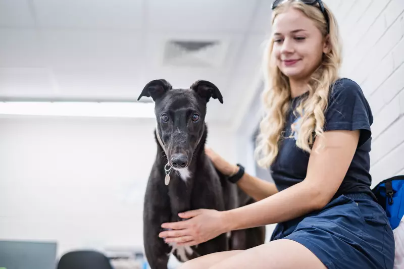 A black greyhound called Frog stands with animal welfare assistant Sophie.