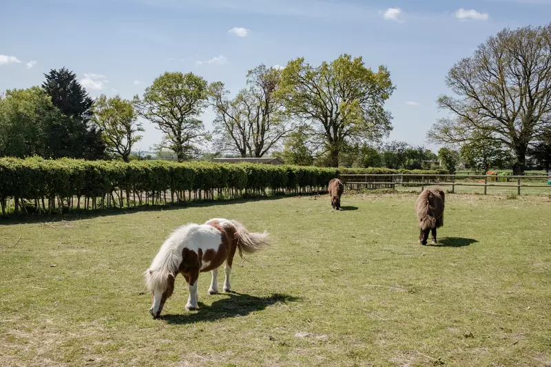 Three Shetland ponies graze in a field.