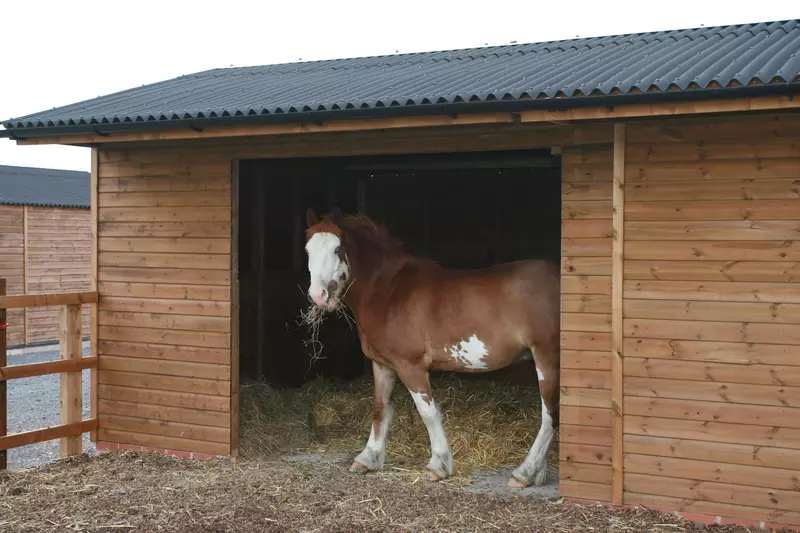 A chestnut and grey horse eats some haylage in their field shelter.