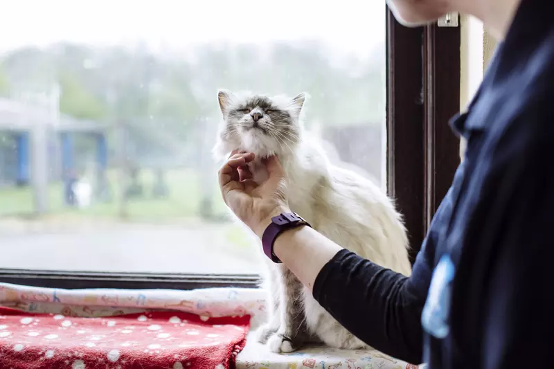 A white elderly being scratched on the chin.