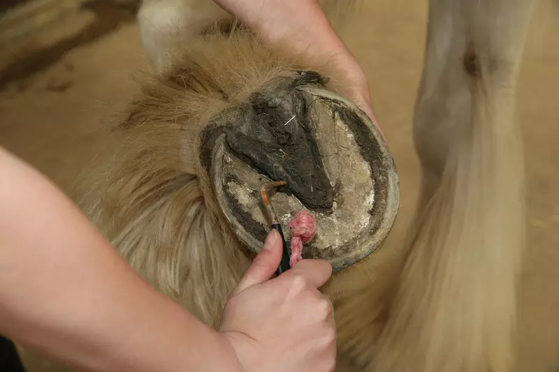 A horse has their hoof picked out.