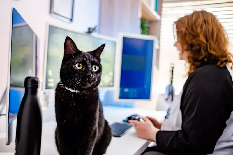 A black cat sits on a desk while their owner volunteers for Hallow-Stream.