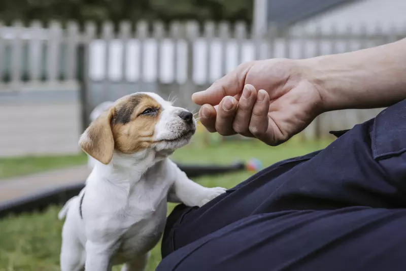 A white and brown beagle puppy interacts with a Blue Cross team member.