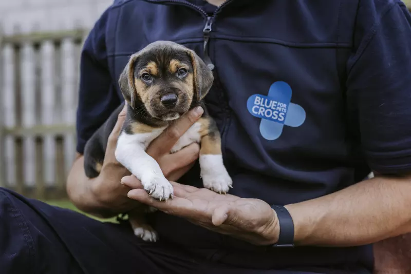 A brown and white puppy is held by a team member of Blue Cross.