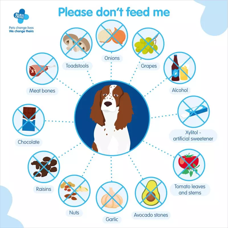 Foods That Are Toxic to Dogs: Hidden Dangers to Avoid