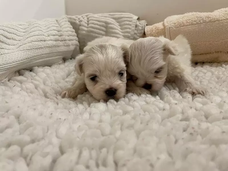 Midge's two three-week-old Maltese puppies Kevin and Gertie lying in a blanket