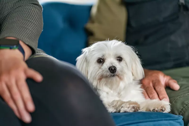 A white Maltese dog called Midge sitting on the sofa in her new home, in between to her two owners