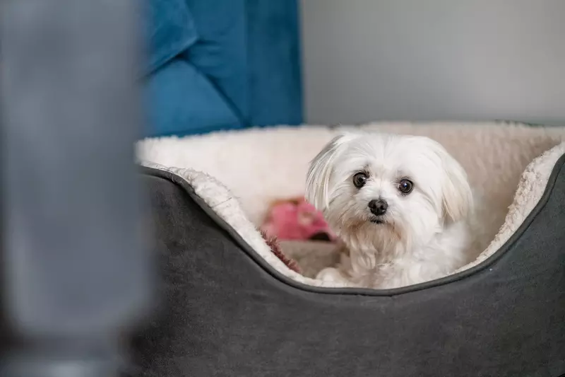 A small white Maltese dog called Midge lying in her bed in her new home