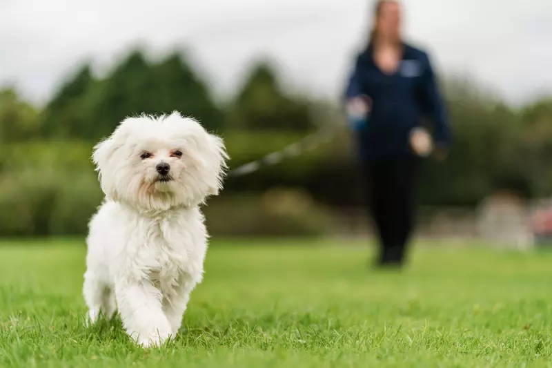 A white Maltese puppy called Kevin on a walk with his owner