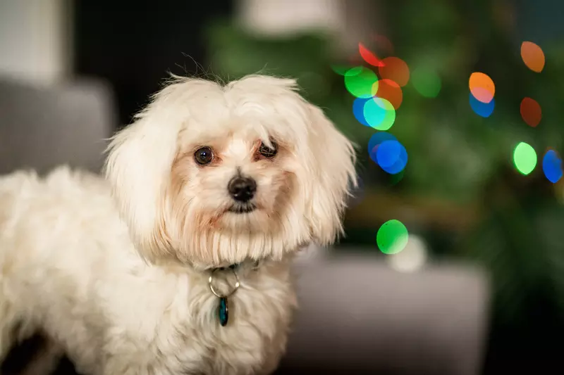 White dog Kevin stands on sofa with coloured christmas lights shining in background