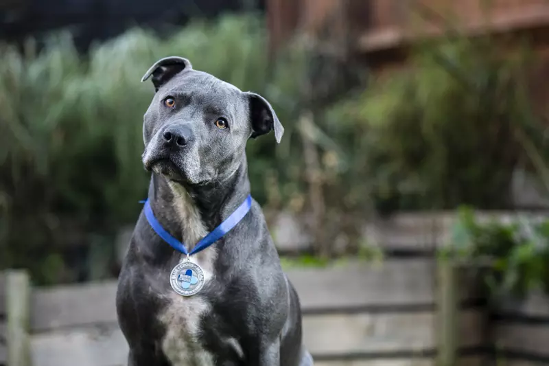 Romeo Blue Cross Medal winner 2016