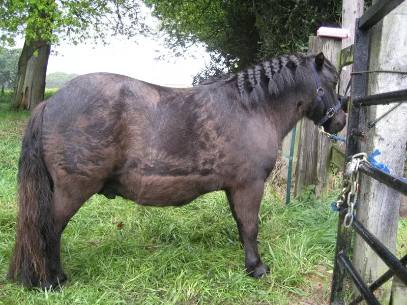 Horse with laminitis