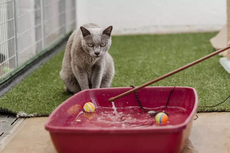 Burmese cat ready to pounce on toy